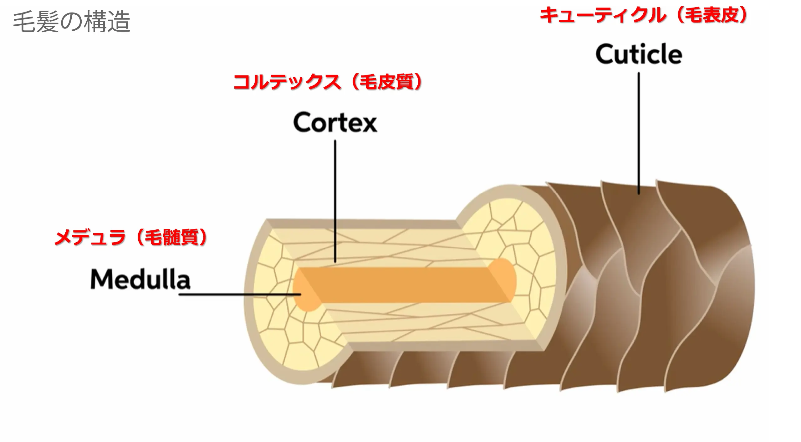 髪の毛の構造を説明している画像